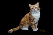 Best American Shorthair Cat Of The Year