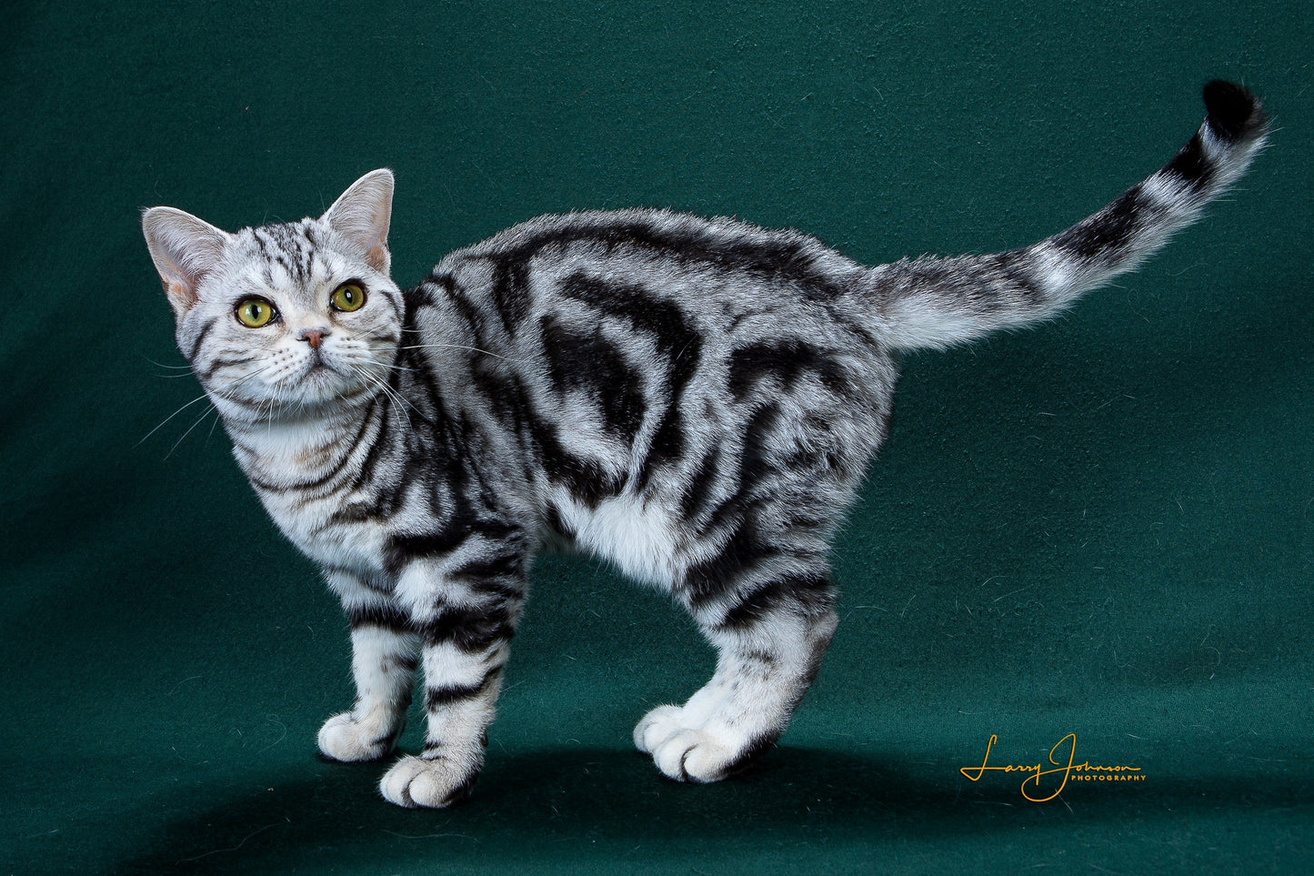 Best American Shorthair Kitten Of The Year