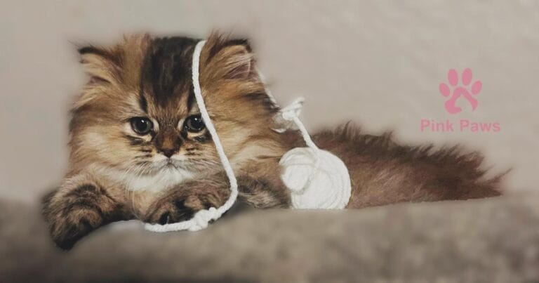 British Shorthair Kittens Jacksonville