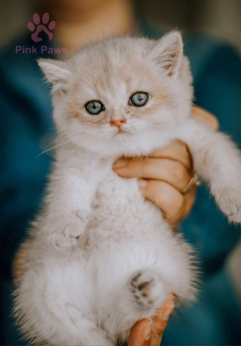 British Shorthair kitten playing in Jacksonville