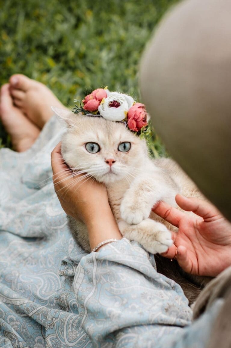 British Shorthair kitten playing in Jacksonville
