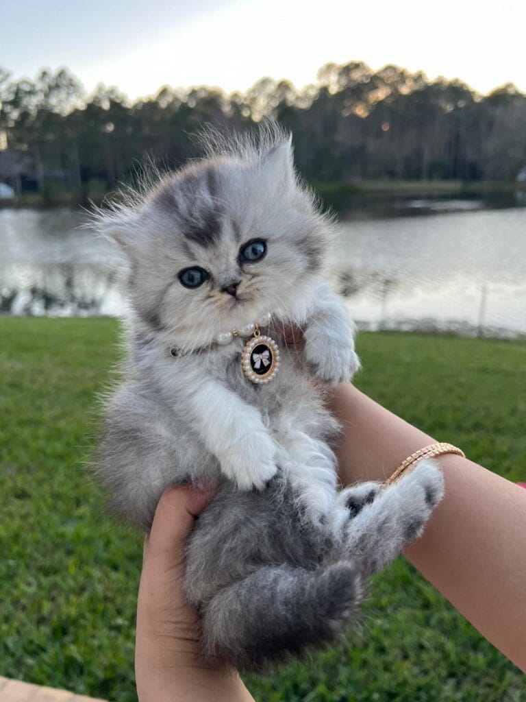 British Shorthair kitten playing in Jacksonville