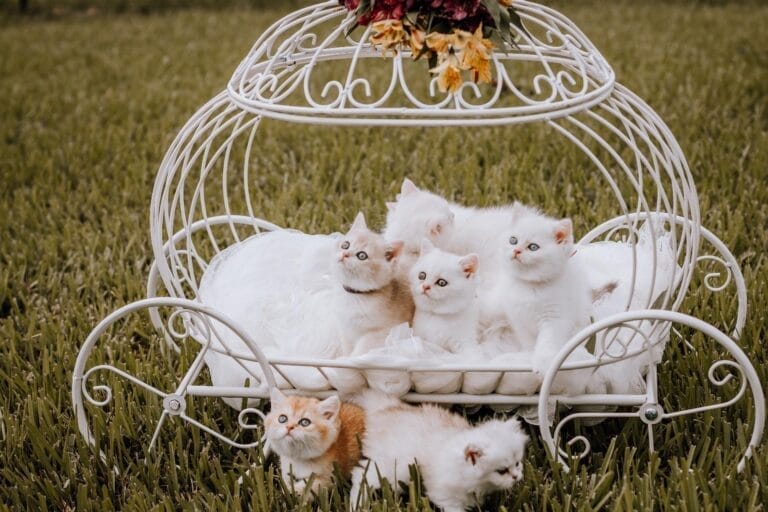 British Shorthair Kittens Jacksonville