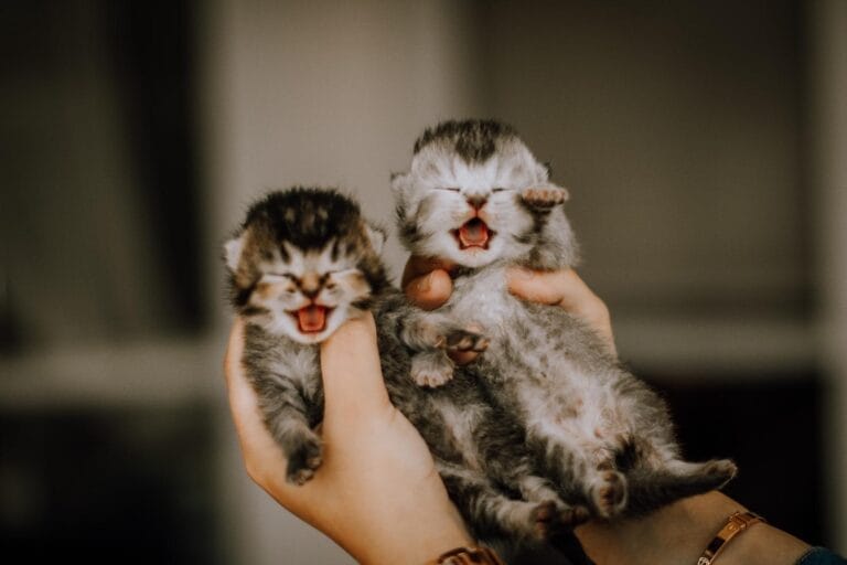 British Shorthair Kittens Jacksonville