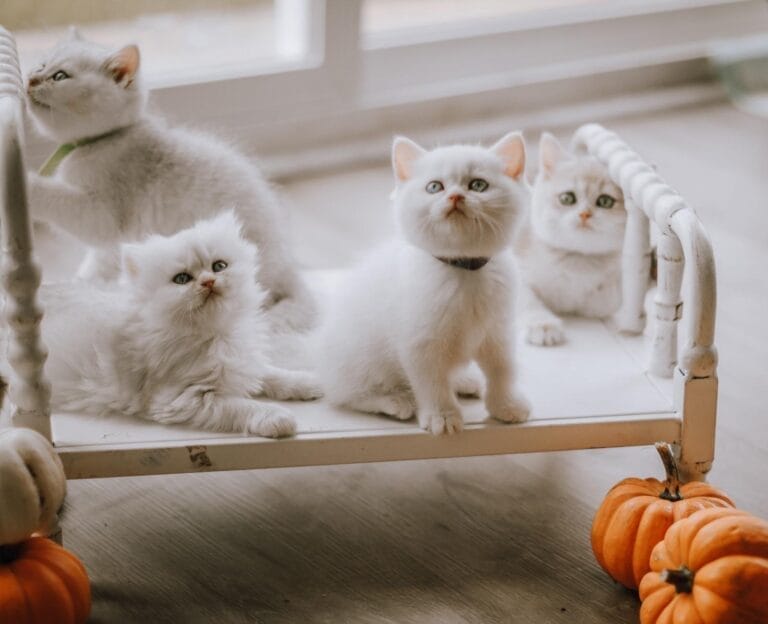 British Shorthair Kittens Jacksonville