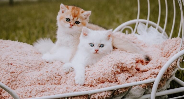 British Shorthair Kittens Jacksonville