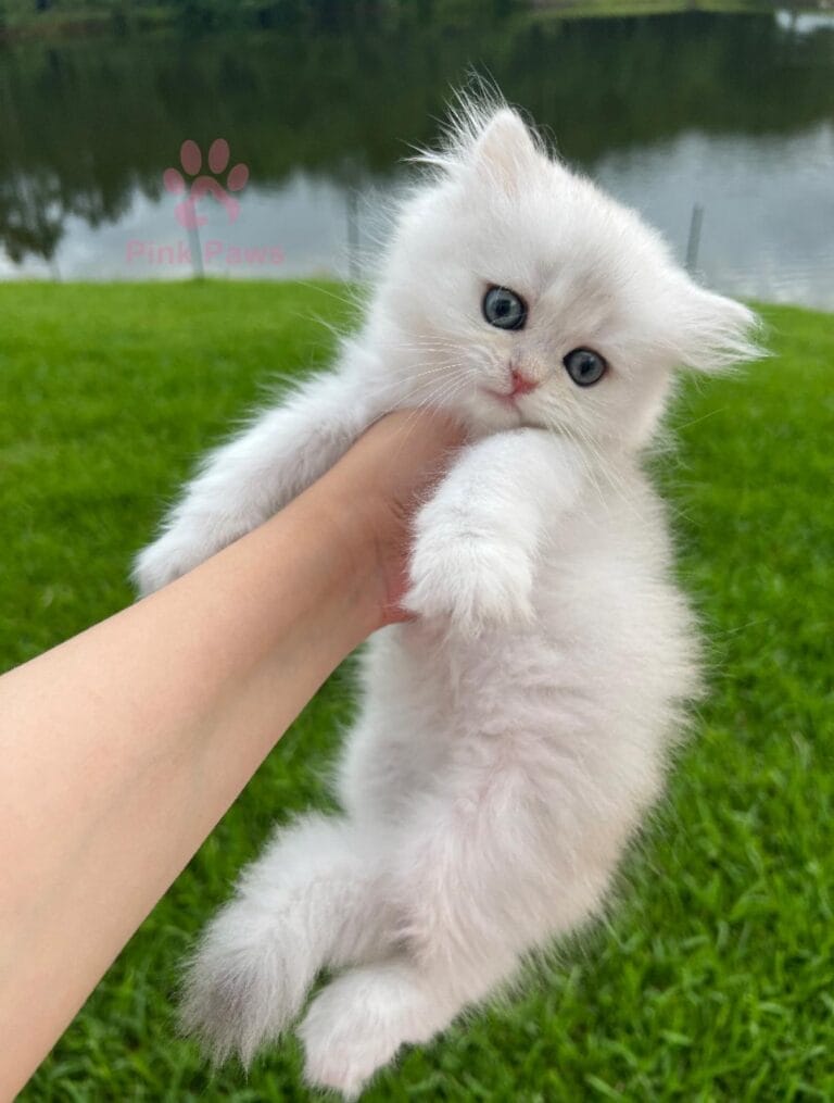 British Shorthair Kittens Jacksonville