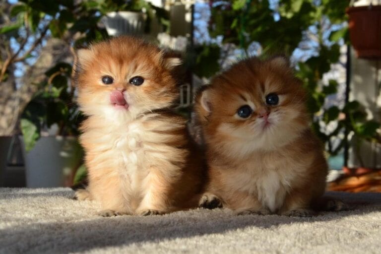 British Shorthair Kittens Jacksonville