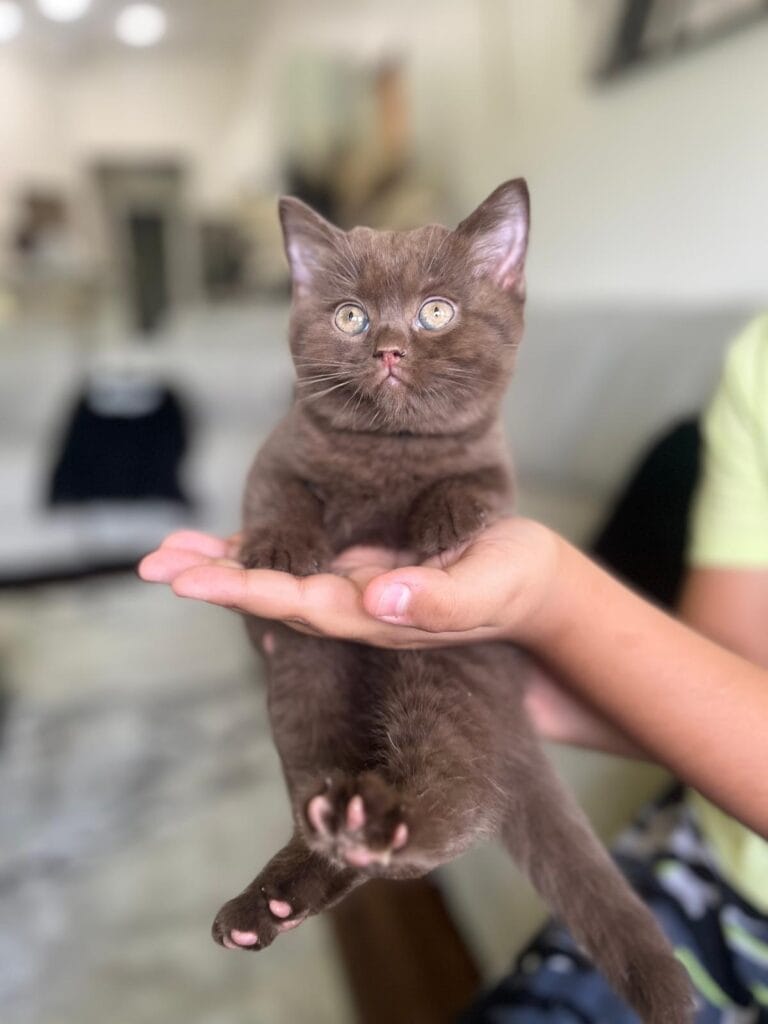 British Shorthair Kittens Jacksonville