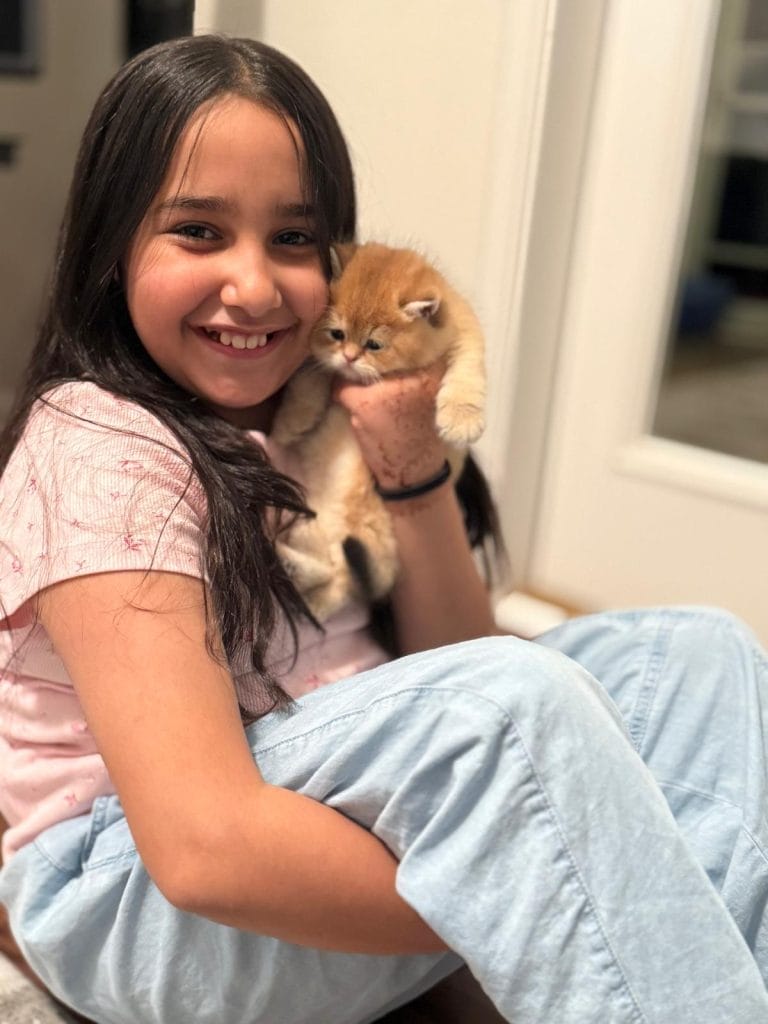 British Shorthair Kittens Jacksonville