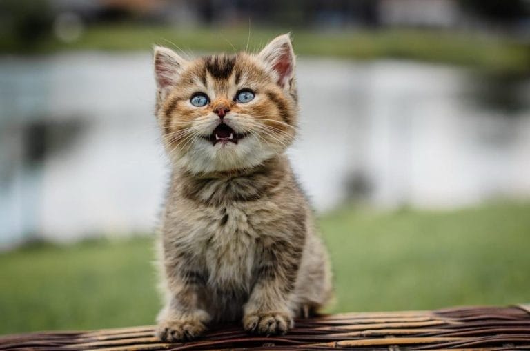 British Shorthair Kittens Jacksonville
