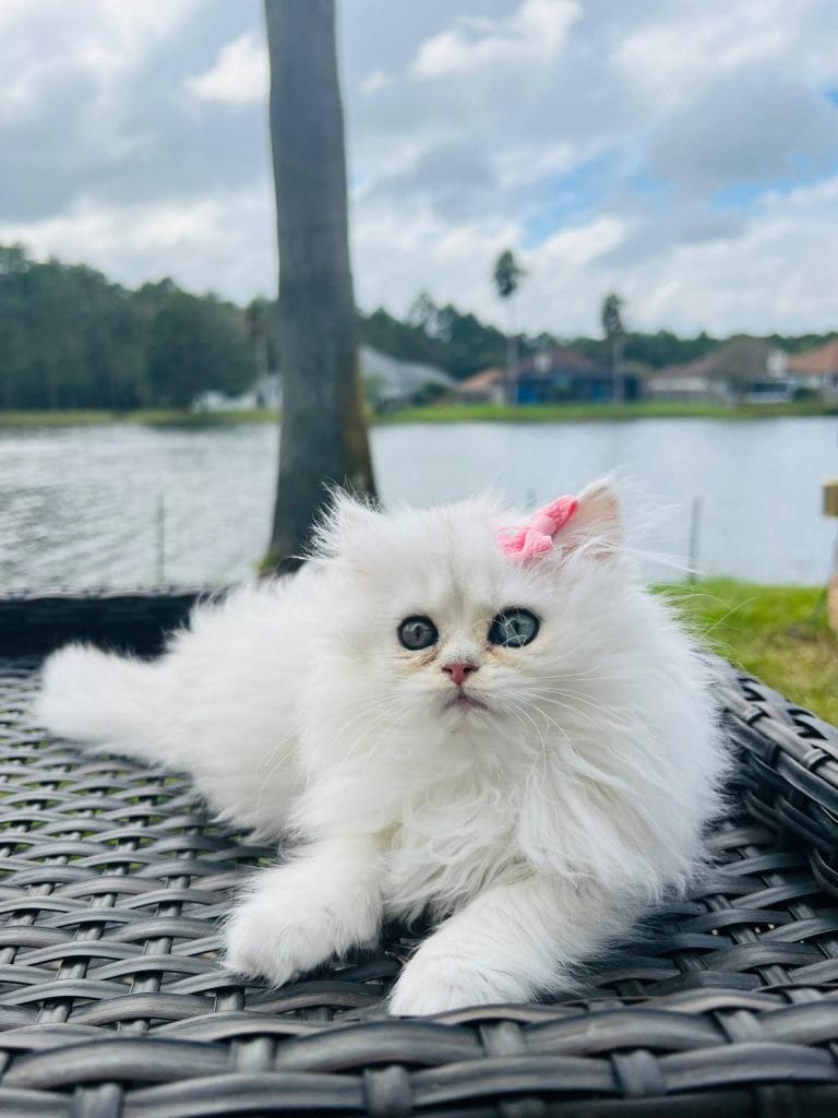 British Shorthair Kittens Jacksonville