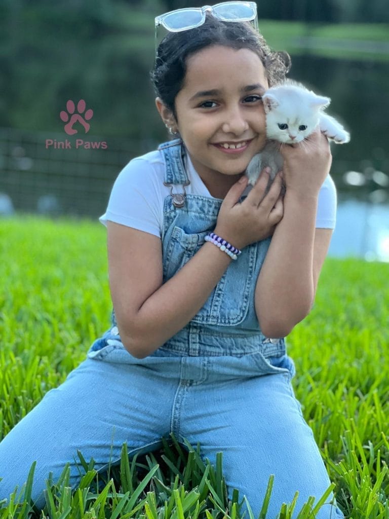 British Shorthair Kittens Jacksonville