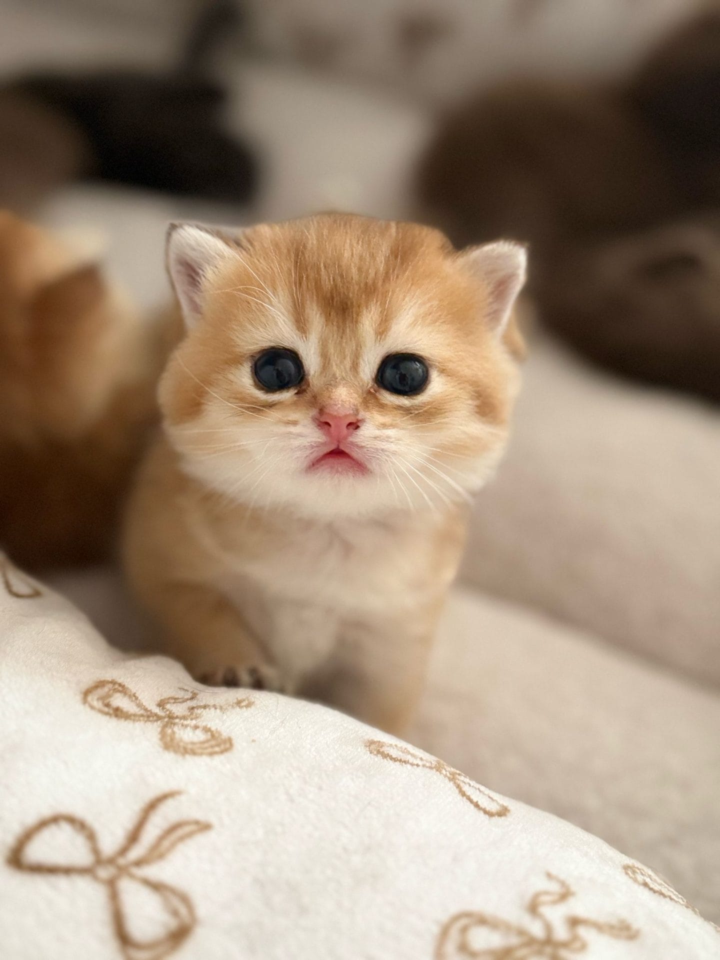 British Shorthair Kittens Jacksonville