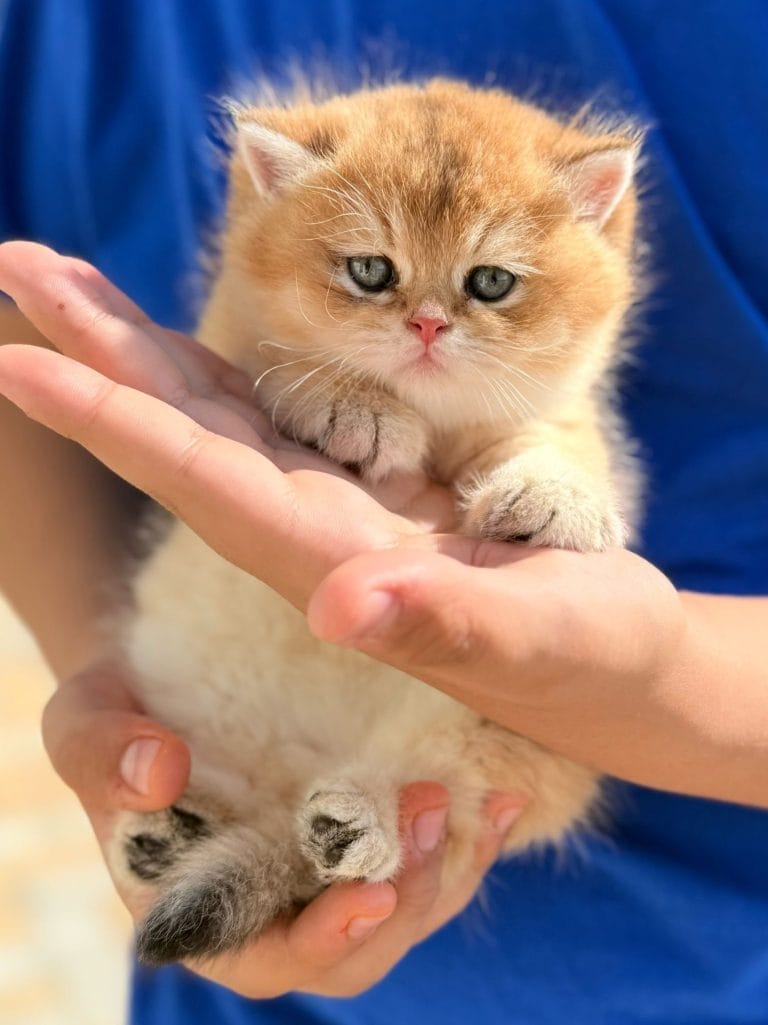 British Shorthair Kittens Jacksonville