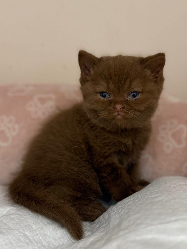 willow