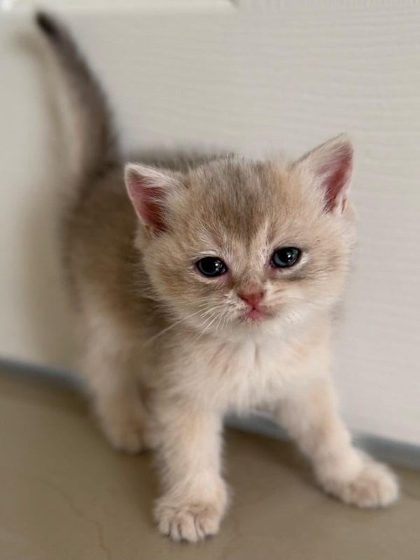 Blue Golden Shaded British shorthair male kitten near a white door