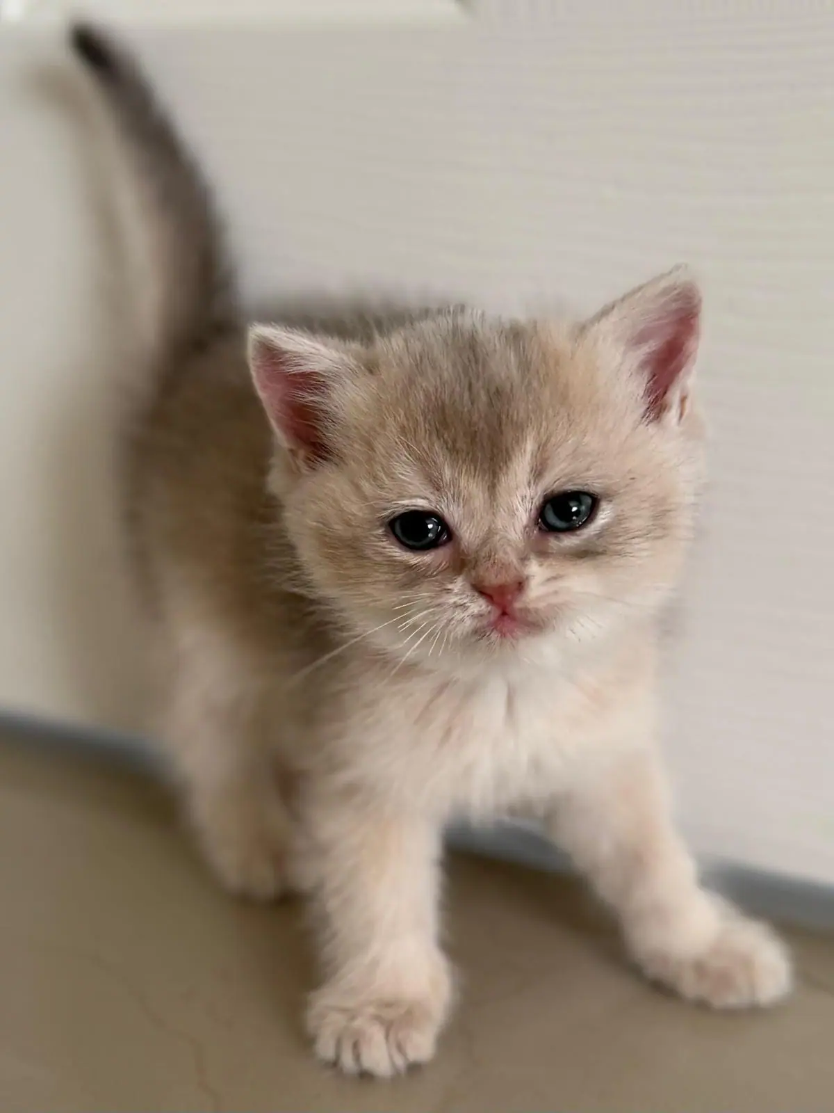 Blue Golden Shaded British shorthair male kitten near a white door