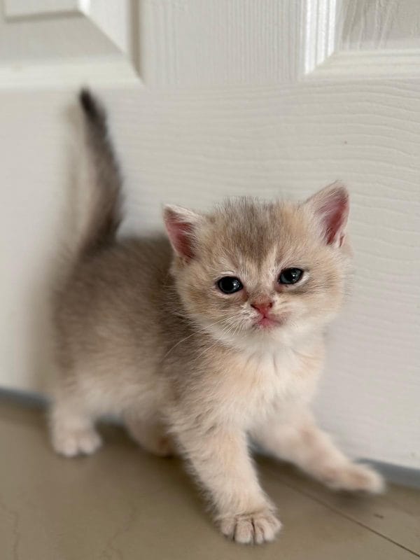Blue Golden Shaded British shorthair male kitten near a white door