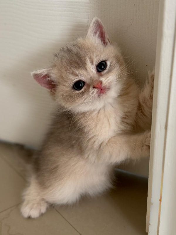 Blue Golden Shaded British shorthair male kitten with his front paws up a wall