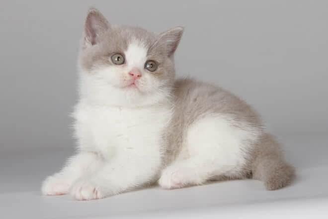British Shorthair Kittens Jacksonville