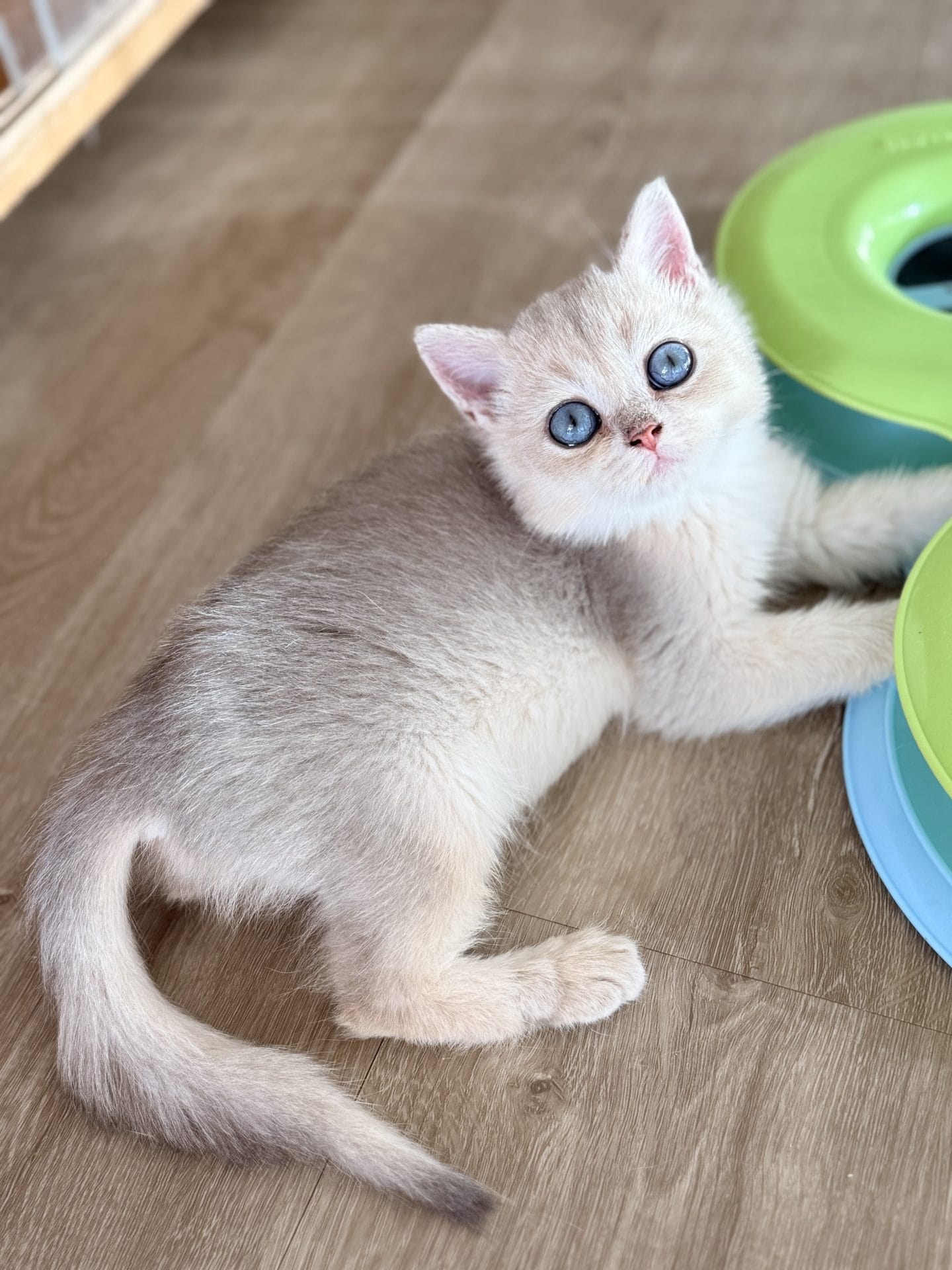 Are British Shorthair cats hypoallergenic