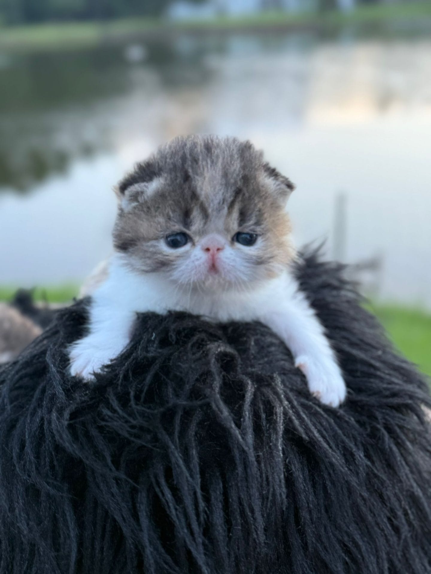 British Shorthair Kittens Jacksonville