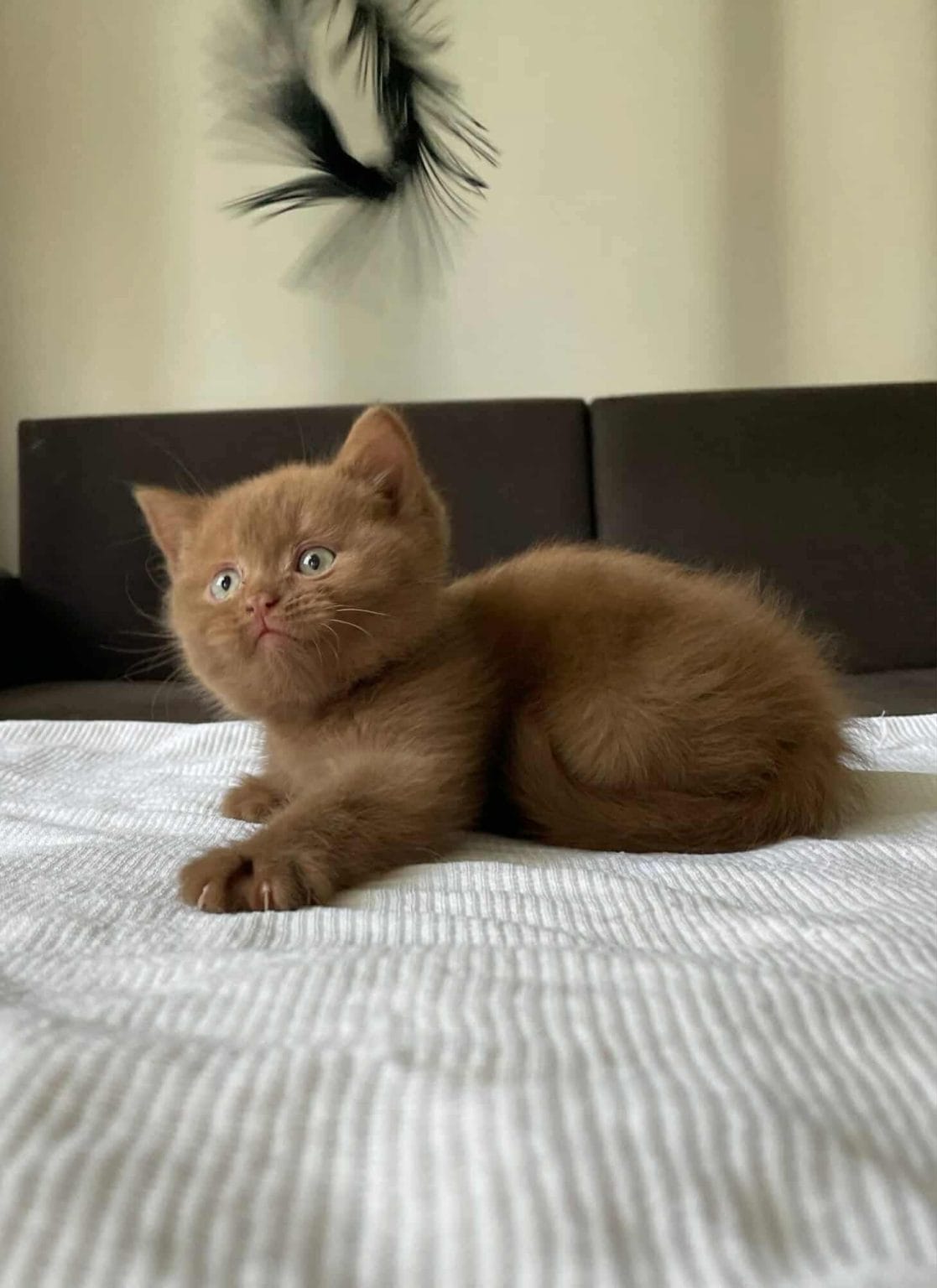 Coco Cinnamon British Shorthair Kitten | Pink Paws Cattery