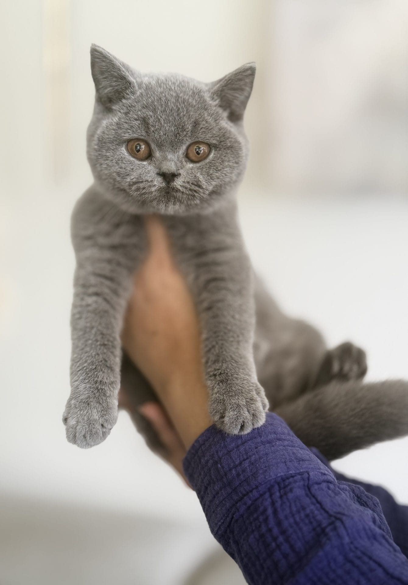 British Shorthair grooming