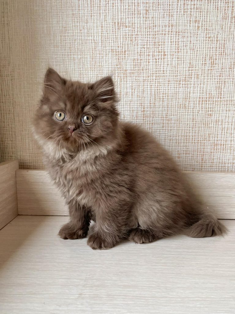 Ulion Riebe Ulion - Pink Paws Cattery